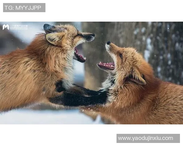 足球明星的日常生活中是否需要保镖来保护他们的安全与隐私